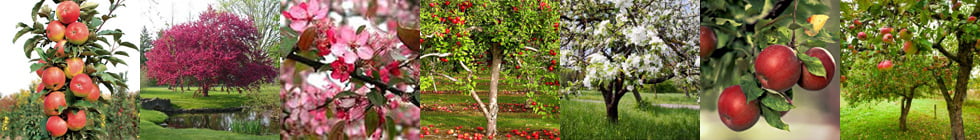 Как правильно пишется слово «яблоня»?