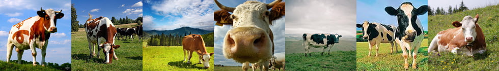 Как правильно пишется слово «корова»?
