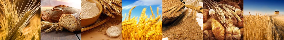 Как правильно пишется слово «пшеница»?